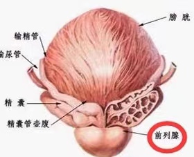 前列腺